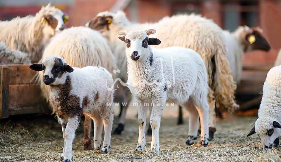 خراف وأغنام في حظيرة داخل مزرعة في وادي العمردي دبي